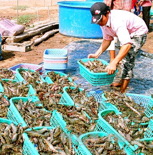 Nuôi tôm siêu thâm canh ứng dụng công nghệ Biofloc 